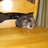 Tommie aan tafel