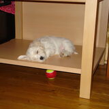 Semmie ( pup van sasha)