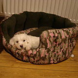 Max ( pup van sasha)