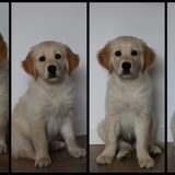 Link 8, 10, 12 en 14 weken oud