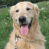 Foto van Wilma en Dobby (RIP)