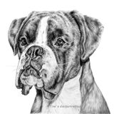 Boxer Ouzo, gemaakt voor met grafiet op 30x30cm