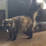 Foto van laura   Diva&Nova