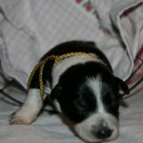 Foto van Angelique, Kleine Maybe en Tess <3
