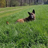 Foto van Dutchshepherdteam