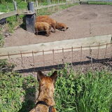 Foto van Dutchshepherdteam