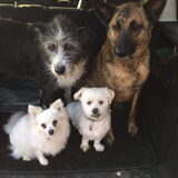 Foto van Dutchshepherdteam