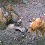 Effe snuffelen en de kat uit de boom kijken.... is deze wolf mijn…
