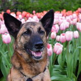 Foto van Dutchshepherdteam