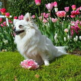 Foto van Dutchshepherdteam