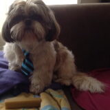 Foto van Cai de shih tzu