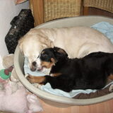 Foto van Lisa & doggs