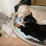Foto van Lisa & doggs