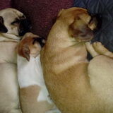Foto van Nori met Chewy, Ayla, Leiah & Mace