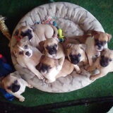 Foto van Nori met Chewy, Ayla, Leiah & Mace