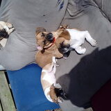 Foto van Nori met Chewy, Ayla, Leiah & Mace