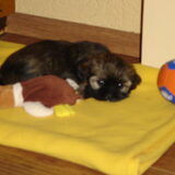 Lady als pup,ze is nu twee jaar.