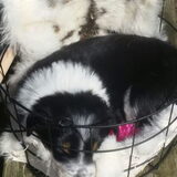 Foto van Angelique, Kleine Maybe en Tess <3