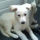 Dit is Angel