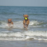 Foto van jill