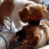 Foto van Nori met Chewy, Ayla, Leiah & Mace