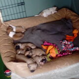 Foto van Nori met Chewy, Ayla, Leiah & Mace