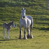 Foto van Lisanne, Misha, Tessa&Arrow