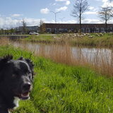 De wolf en de ongeveer 400 schaapjes :-)