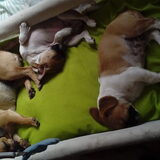 Foto van Nori met Chewy, Ayla, Leiah & Mace