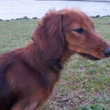 Lola