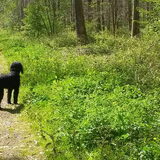 Foto van sylvia