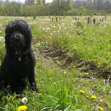 Foto van sylvia