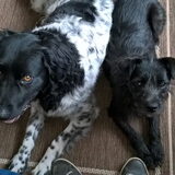 Foto van Sandra, Ozzie (overleden) Iris en Zoë