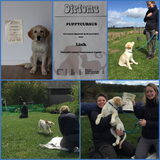 Link zijn puppy cursus examen en diploma!