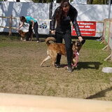 Foto van Dutchshepherdteam