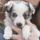 Foto van Angelique; Bruno, Charlie & Fenna