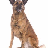 Foto van Dutchshepherdteam
