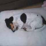 Foto van Kaatje en Hailey (Speedy† Tessa†)