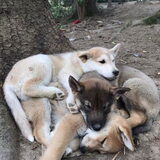 Foto van Demi - Nova, Jairo, Loki & Kaiyu