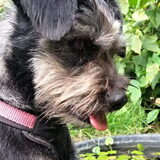 Foto van Ciska en Spanjaardje Moh (Bambi r.i.p.)