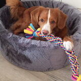 Foto van Sigrid, Sandy, Diva & Nala