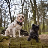 Foto van Marjolein & Mabel