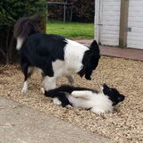 Foto van Lise met Ruby, Naïn & Qalvin