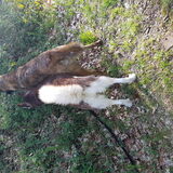Foto van Dutchshepherdteam