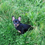 Foto van Marga en de honden Balou R.I.P., Lotus en kat Nemo.