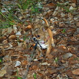 Foto van Marga en de honden Balou R.I.P., Lotus en kat Nemo.