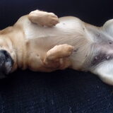 Foto van Nori met Chewy, Ayla, Leiah & Mace