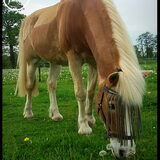 Foto van Ciska en Spanjaardje Moh (Bambi r.i.p.)