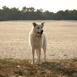 Bundy in de Loonse en Drunese duinen
