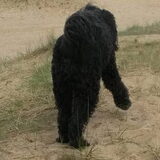 Foto van sylvia